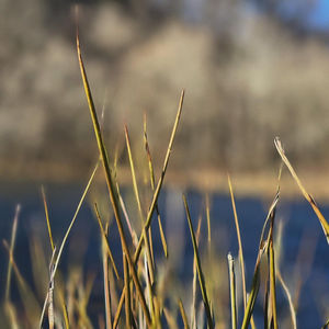 Close-up of crops on field