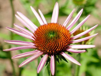 Close-up of pink flower