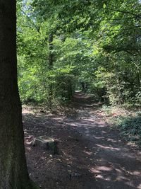 Trees growing in forest