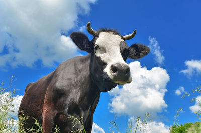 Low angle view of cow against sky