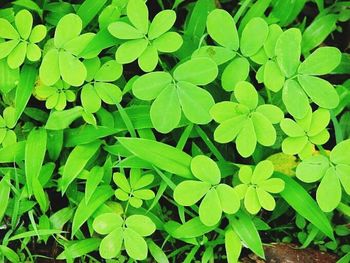 Full frame shot of green leaves