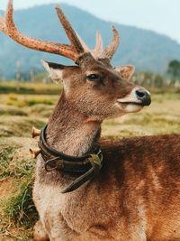 Close-up of deer on field