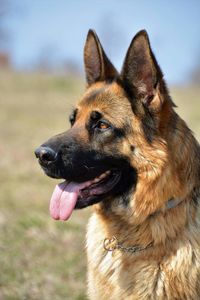 Close-up of dog yawning