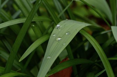 Close-up of wet grass