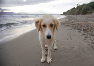 Portrait of dog on beach