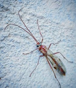 Close-up of insect