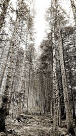 Low angle view of trees in forest against sky