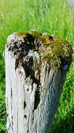 Close-up of mushroom growing on tree stump