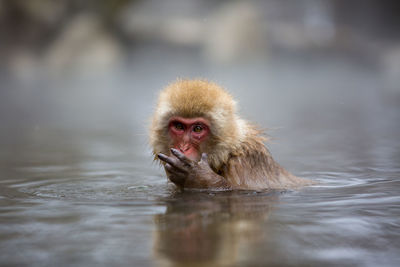 Monkey in a lake