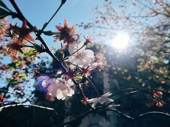 Close-up of white cherry blossom tree