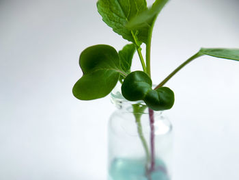 Close-up of green leaves