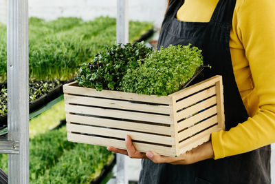 Woman holding box with microgreen, small business indoor vertical farm. close-up of vitamin food. 