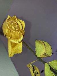 Close-up of yellow rose against wall