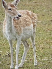 Deer standing in a field