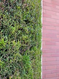 Close-up of plants