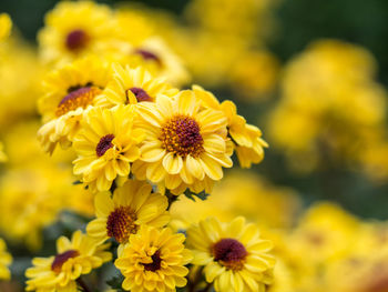 Close-up of yellow flowers blooming outdoors