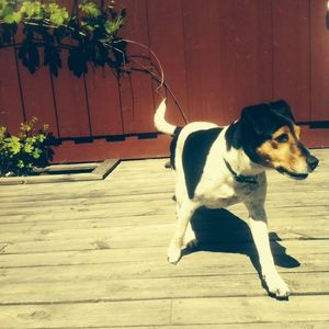Portrait of dog
