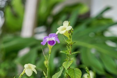 Close-up of purple flowering plant