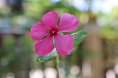 Close-up of pink flower