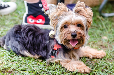 Close-up portrait of dog