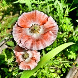 Close-up of flower growing outdoors