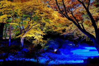 Trees at night