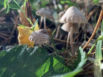 Close-up of mushroom growing on field