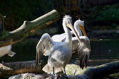 View of birds in lake
