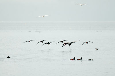Flock of seagulls flying over sea against sky