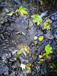 High angle view of snake on tree trunk