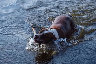 Dog in water