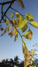 Low angle view of tree against sky