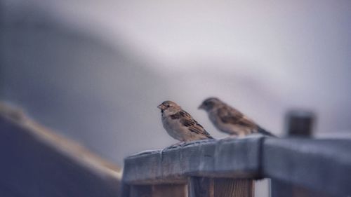 Birds perching on wood against sky