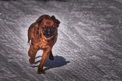 Dog looking at camera