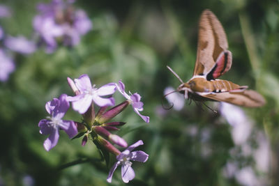 Close-up of butterfly pollinating on purple flower