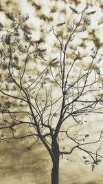 Low angle view of tree against sky