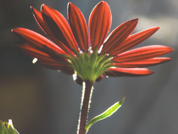 Close-up of water drops on flower