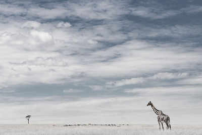 Giraffe on land against sky