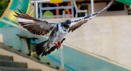 Close-up of bird flying