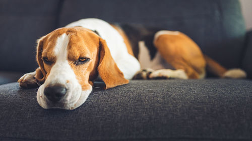 Close-up of dog resting