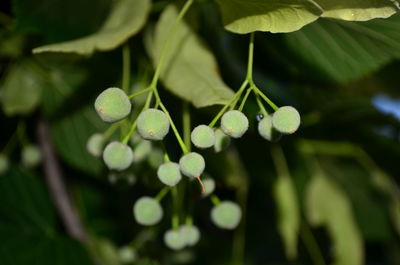 Close-up of fresh green plant