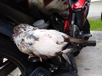 Close-up of a bicycle