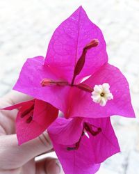 Close-up of pink orchid flowers