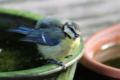 Close-up of bird perching on metal