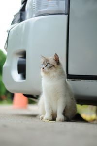 Close-up of a cat looking up