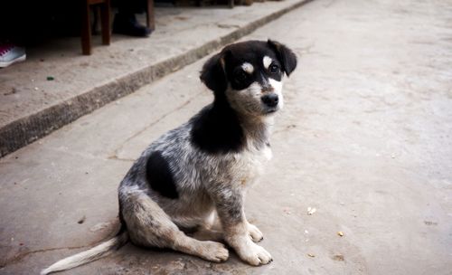 Innocent dog looking away while standing on road