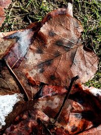 High angle view of dried leaves on field