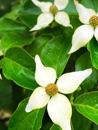 Close-up of white flowering plant