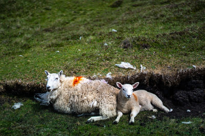 Sheep in a field