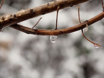 Close-up of raindrops on twig